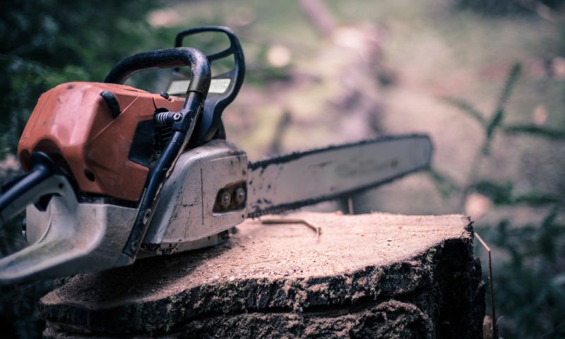 Chainsaw tree stump